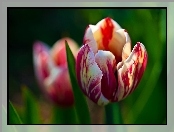 Czerwono, Biały, Tulipan