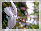 Biały, Hibiskus