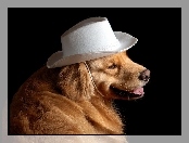Biały, Golden Retriever, Kapelusz, Pies