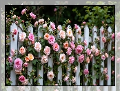 Kolorowe, Róże, Płot, Biały
