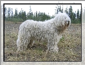 biały, Komondor