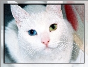 Biały, Oczy, Kot, Różnokolorowe