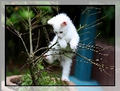 Kotek, Biały, Drzewko