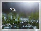 Biały, Bokeh, Kwiat, Makro