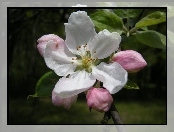 Biały, Kwiat Jabłoni