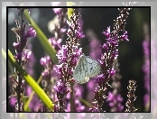 Kwiaty, Biały, Motyl, Bielinek, Fioletowe