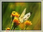 Kwiaty, Biały, Motyl, Bielinek, Żółte