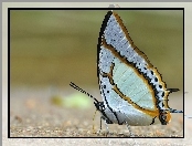 Biały, Paski, Motyl, Miodowe