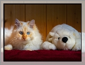 Kot, Biały, Oczy, Miś, Rudawy, Niebieskie, Zabawka, Pluszowy