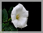 Biały, Rosy, Powój, Krople