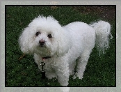 Bichon frise