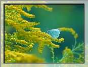 Bielinek, Nawłoć, Żółte, Kwiaty, Motyl