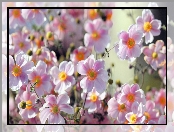 Bladoróżowe, Kwiatki, Zawilec japoński