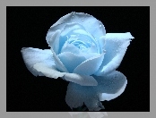 Błękitna, Róża