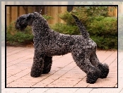 Kerry blue terrier