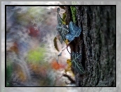 Drzewo, Bluszcz, Bokeh