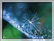 Bokeh, Makro, Krople, Puch, Mleczu