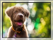 Bokeh, Pies, Labrador retriever, Szczeniak, Obroża