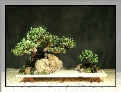 Bonsai