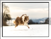 Border collie, Bieg, Śnieg