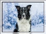 Border collie, Drzewa, Zima