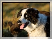 Border collie, Język, Głowa, Pysk