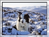 Border Collie Griff, Śnieg, Zima