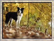 Border collie, Drzewa, Polana, Liście