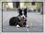 Border collie, Pysk, Jęzor