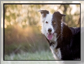 Border collie, Pysk, Język