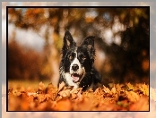 Border collie, Bokeh, Suche, Liście