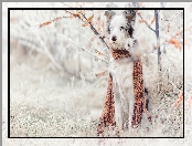 Szadź, Border collie, Pies, Rośliny, Szalik, Trawa