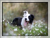 Border collie, Zdyszany, Łąka