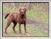 Brązowy, Chesapeake Bay retriever