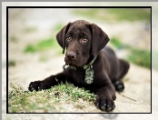 Brązowy, Labrador retriever, Pies, Szczeniak