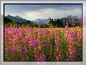 Brotherhood Park, Fireweed, Kwitnący, Ognisty, Chwast