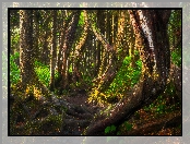 Las, Kolumbia Brytyjska, Krzywe, Kanada, Drzewa, Pnie, Botanical Beach, Port Renfrew