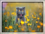 Kot brytyjski krótkowłosy, Łąka, Kwiaty