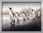 Pingwiny, Brzeg, Morze