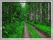 Las, Brzozowy, Ścieżka
