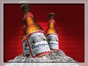 Budweiser, Piwo