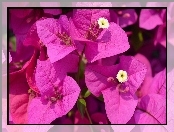 Bugenwilla, Makro