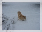 Norsk Buhund, zima