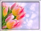 Tulipany, Bukiet, Rozmycie