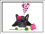 Kwiaty, Buldog francuski, Pies, Serca, Zakochany, Róże
