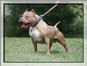 Pit Bull, Smycz