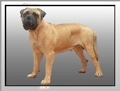 Bullmastiff