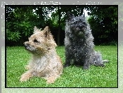 Cairn Terrier, zielona, trawa