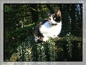 Kotek, Calico, Las
