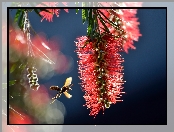 Callistemon, Makro, Kwiatostan, Osa